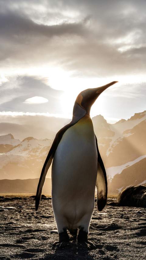 Linux